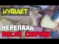 Черепаха после спячки кушает яблоко