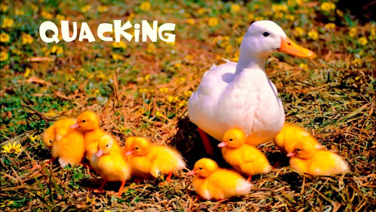 The Cutie Pie song (Baby Version) YouTube