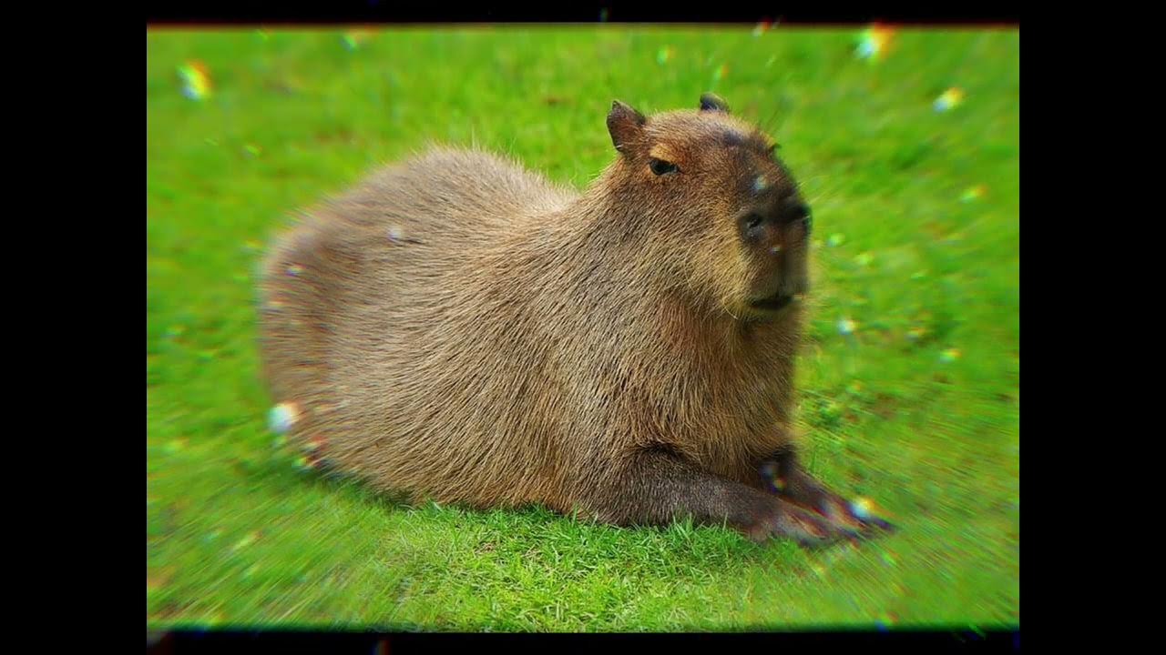 Capybara Theme Song - YouTube