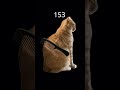 duvido alguém me passar #cat #naoflopa #shorts