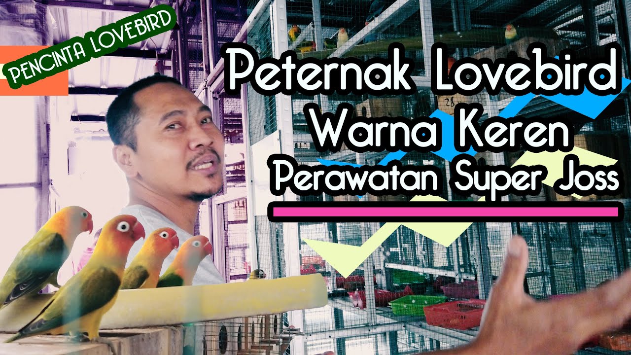 Peternak Lovebird Warna, Om ini keren cara merawatnya. 