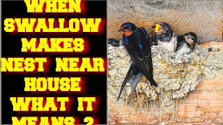 WHEN A SWALLOW MAKES A NEST NEAR YOUR HOUSE WHAT DOES IT MEAN ?