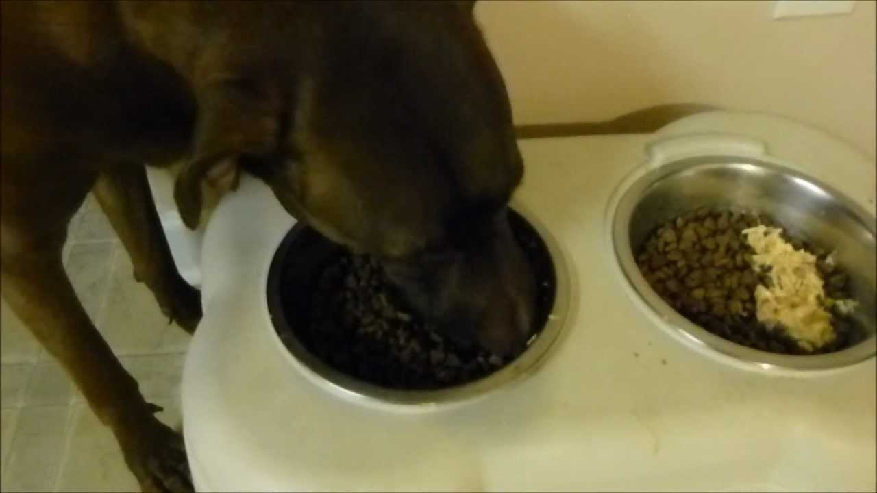 Weruva Amazon Liver - Wet Dog Food Review & Demo