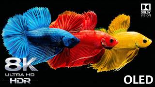 Deep Blue Serenity 8K HDR Ultra Realistic Underwater Journey 🌊