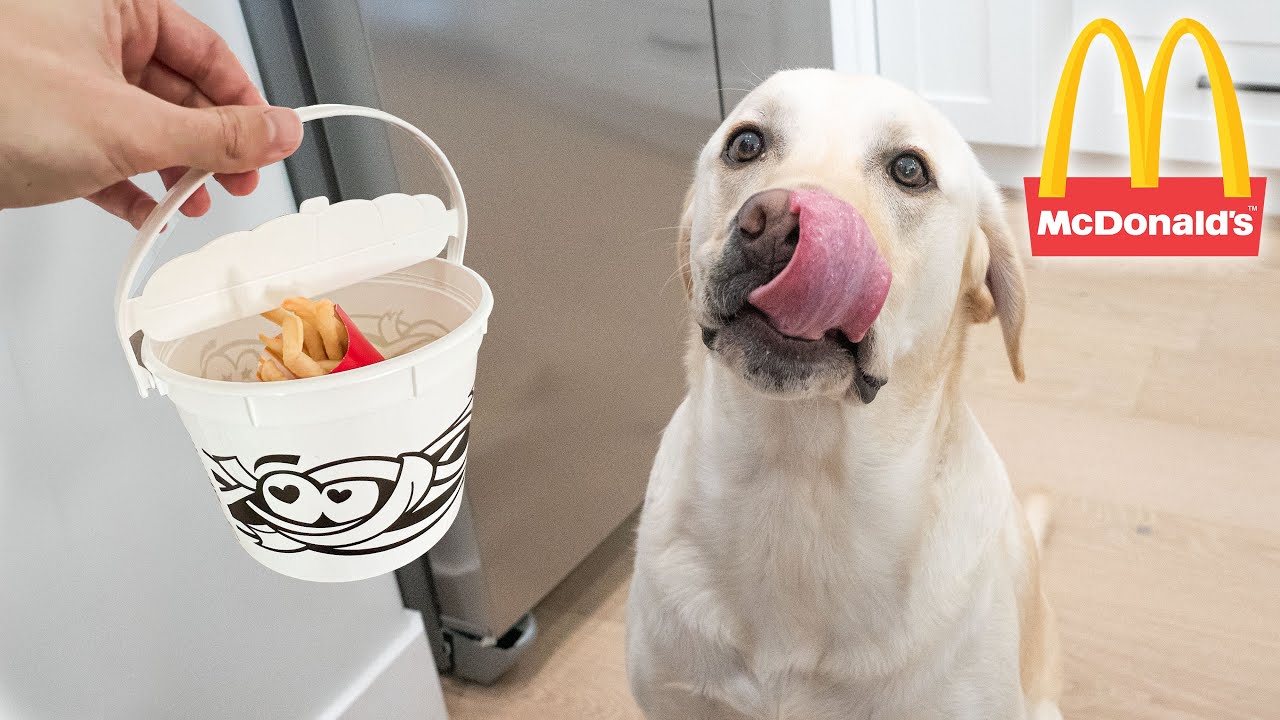 Surprising Labrador With HALLOWEEN HAPPY MEAL!!