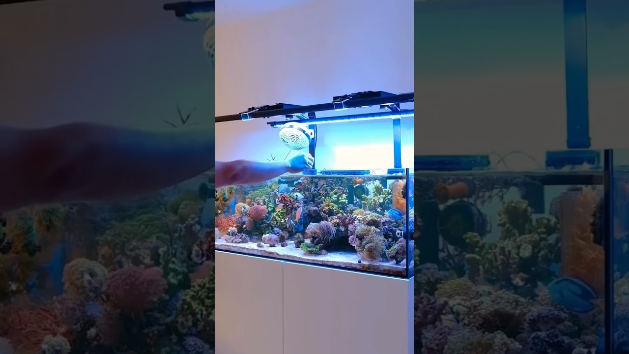 The Dalua Ecosystem In Action For The Best Mixed Reef Aquariums