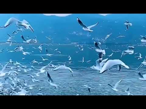 情渐冷