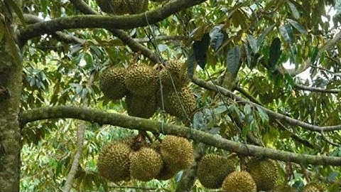 Bán vườn trái cây 2251m2 nằm ở vị trí rất đẹp có thổ cư giá 2,4 tỷ ở Kim Long (ĐÃ BÁN)