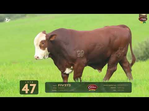 LOTE 47   TAT FIV373 M Braford