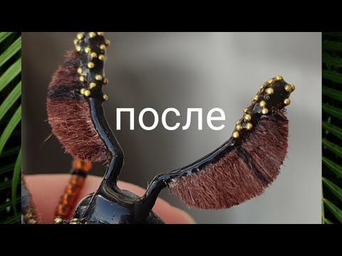 Шелковые усики для бабочки.Как сделать усики для броши бабочки. Из чего ...
