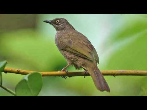 suara burung kapas tembak gacor (masteran mp3)