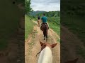 Horse Back Riding Smoky Mountains