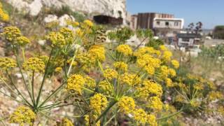 Nemoptera bipennis in Gibraltar
