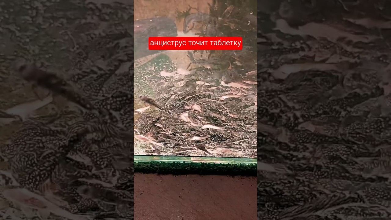 анциструс точит таблетку 😮
