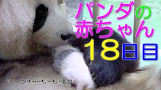 アドベンチャーワールド　パンダの赤ちゃん18日目