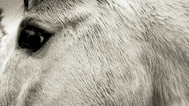 Bonny Light Horseman  "Bonny Light Horseman" (Offi...