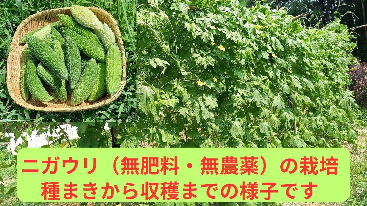 【自然栽培】無肥料、無農薬栽培のニガウリ(ゴーヤ)の種まきから収穫までの様子です。(収穫までの84日間の記録) - YouTube