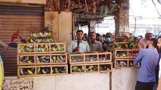 Birds Market Lalukhet Sunday Video Latest Update 10-10-21 in Urdu\/Hindi.