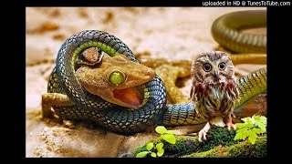 Xenoscapes - Dmt Lizards