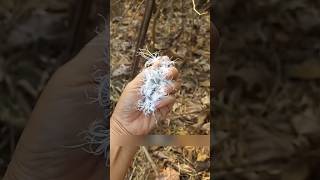 They Fry This Living Ghost Bug & Eat It || Gross or Genius?