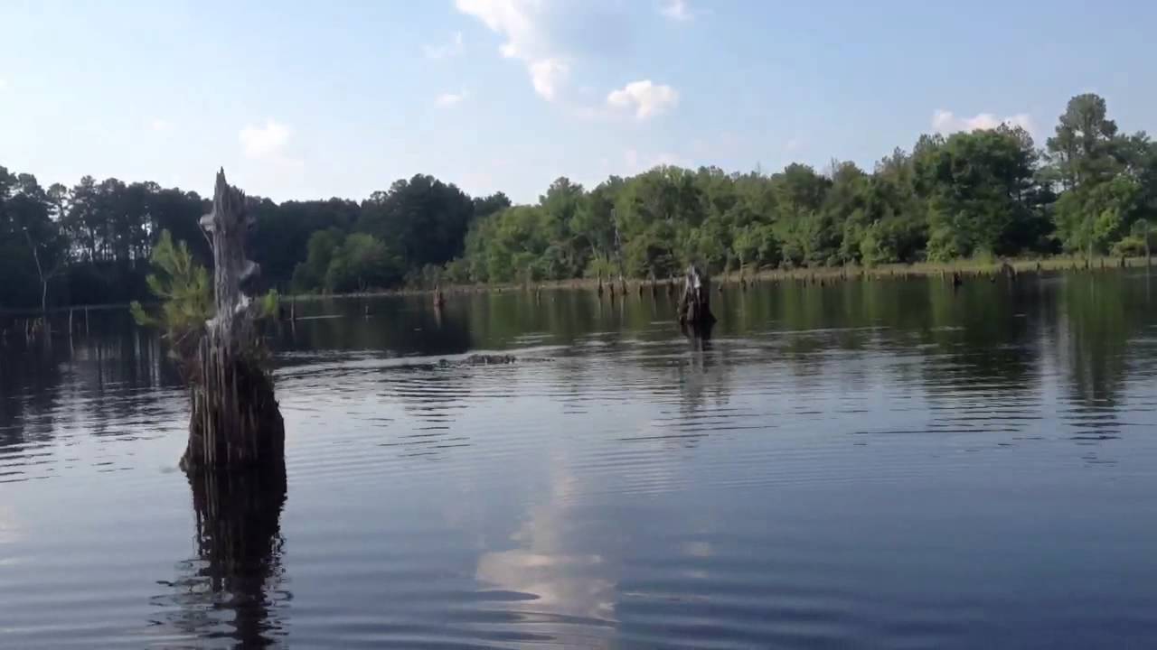 kayak flight Gator sneaks up on me