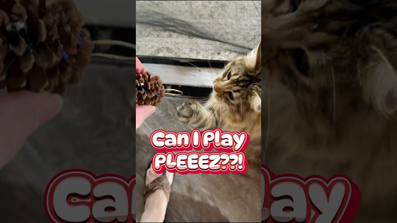 preview_player