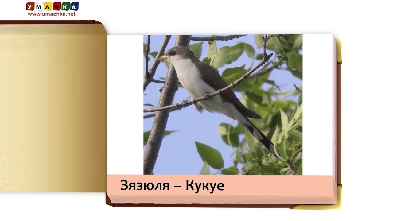 Як кажуць жывёлы (гукі жывёл) - развіваючае відэа для дзяцей (2) - YouTube