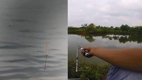 Câu Đài Ao Hoang Giật Cá Cháy Lông Nách - Câu Cá Giải Trí