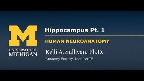 Nervous System: Cortex - Hippocampus (pt. 1)