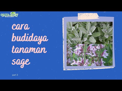 Video: Perawatan Sage Tricolor: Apa Kegunaan Sage Tricolor Di Kebun