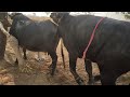Bull cow mating buffalo breads murra jota
