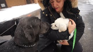 WE GOT ANOTHER PUPPY! WHITE LAB! by 6FootLife 48,383 views 6 years ago 15 minutes