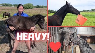 Playing with the bucket | Johnny and?❤ | I'm lifting a kid from him | Bullying | Friesian Horses