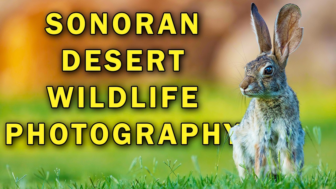 Arizona Wildlife - Photographing the Animals of the Sonoran Desert