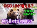 【OSO18】牛殺しから学ぶ!どこよりも詳しいヒグマ解説動画 後編 Brown bear killing cows 4K