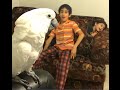 Cockatoo talking and playing with kids (Funny)
