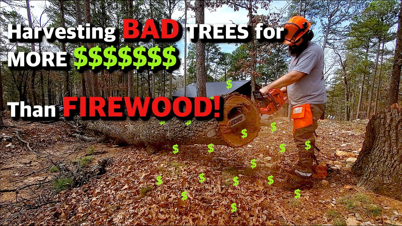Logging Sketchy Hollow DEAD Tree for MORE MONEY $$$$ - YouTube