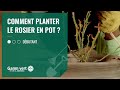 [TUTO] Comment planter le rosier en pot ? - Jardinerie Gamm vert