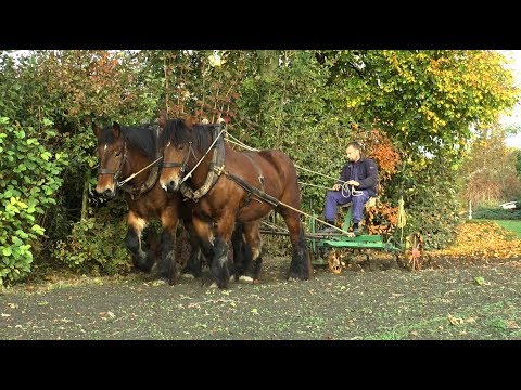 Video: Werken met trekpaarden op een kleine, duurzame boerderij