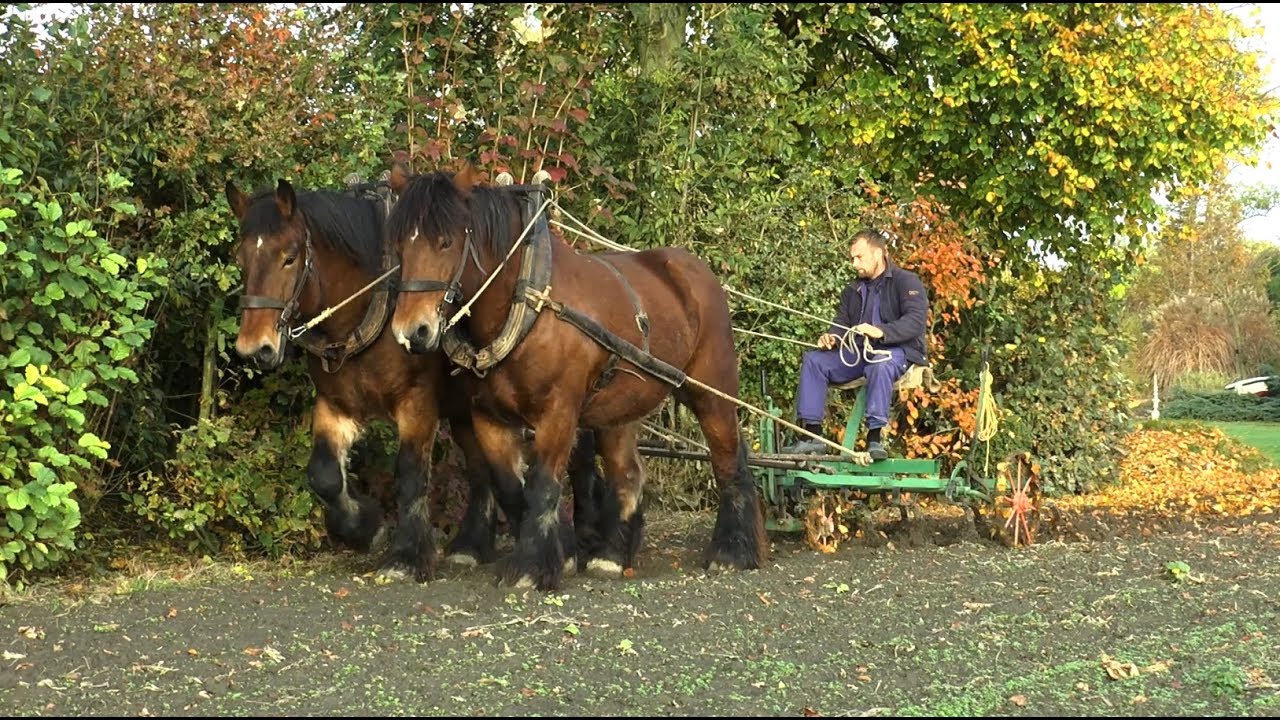 Bloedverwanten - de Zeeuwse Familie de Visser