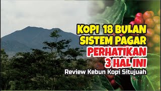 Tanaman kopi SISTEM PAGAR  usia 18 bulan, ternyata dipengaruhi hal ini ...