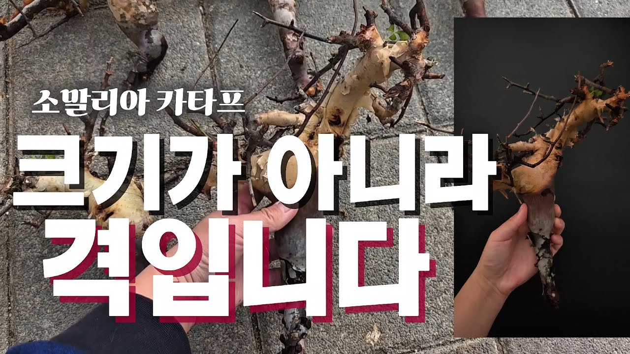 국내 희귀 수입, 소말리아 카타프와 에리오스페르뮴 마케니 실물  공개 !