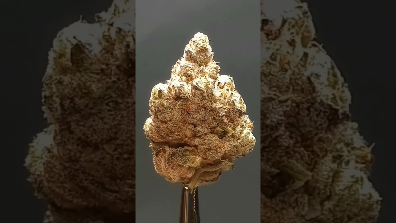 Modern Flower Purple Parfait