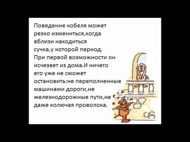 Почему стерилизация является самой гуманной из операций