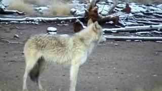 Bozkurt Uluması - Grey Wolf Howl Resimi