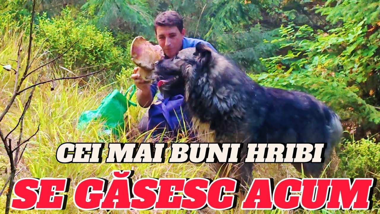 TOAMNA ÎN APUSENI 🍂 PĂDURE PLINĂ DE HRIBI ȘI CIUPERCI | EP. 59