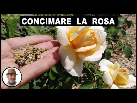 Video: Concime autunnale per rose: quando e come applicarlo. Cura delle rose in autunno, preparazione per l'inverno
