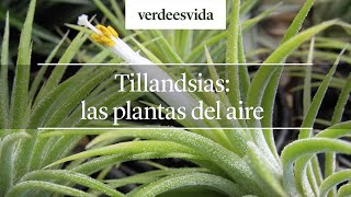 Tillandsias: las plantas del aire