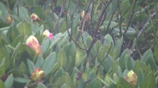 1060428石門北峰玉山杜鵑花況 1
