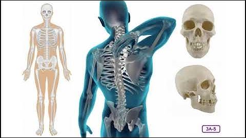 Unit 3: Lesson 3 - Skeletal System - Appendicular Bones